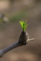 Fresh growth emerges from a tree branch in the warmth of spring sunlight, showcasing nature's resilience and beauty photo