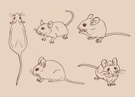 Set of mouse. Hand drawn illustration ink style. vector