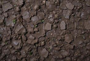 close up shows moist soil with small stones and small plants.The earthen background. photo