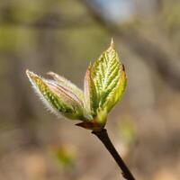 young leaves bloom from a bud on a tree branch. The delicate green color with reddish veins and fluff highlights them against a light brown blurred background. photo