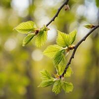 close up of a tree branch with young green leaves. The leaves are delicate, with pronounced veins. The blurred background creates the feeling of a spring landscape photo