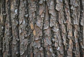 close up of the gray bark of a tree with deep cracks and raised protrusions. structure and texture create a unique pattern, background photo