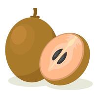 Sapodilla Fruit with a Slice Showing the Inside vector