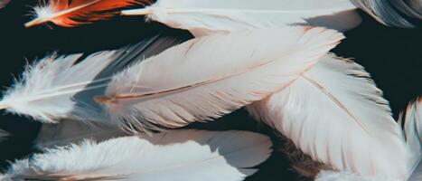 Delicate feather patterns creating a soft and elegant overlay texture design photo