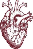 heart art design stock photos vector