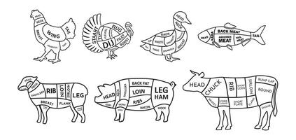Cut of Animals Diagram Outline Design vector