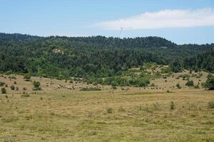 Karagol Plateau in Tarakli Town Sakarya Turkiye photo