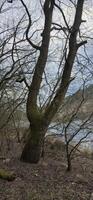A striking tree with gnarled branches against a cloudy sky, conveying resilience and the beauty of nature, suitable for environmental themes. photo