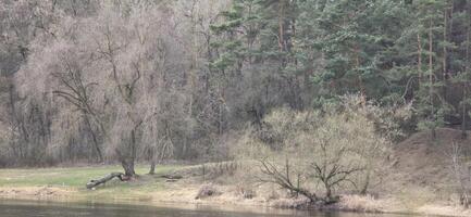 A tranquil riverside scene with sparse trees and soft grass, highlighting seasonal change and the beauty of a natural landscape. photo