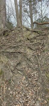 An intricate network of tree roots exposed on a hillside, illustrating the complexity of nature and the importance of soil stability in forest ecosystems. photo