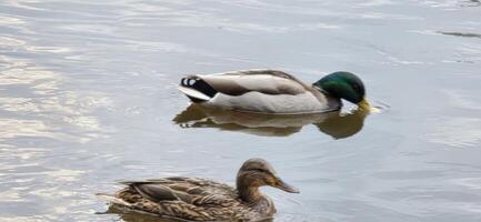 Two ducks swimming on a calm water surface, creating a harmonious wildlife scene ideal for nature enthusiasts and bird watchers. photo