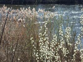 Lush vegetation with fluffy white cattails grows near a shimmering water surface, creating a serene riverside atmosphere. photo