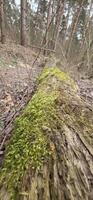 A moss-covered fallen log in a forest setting, representing the beauty of decay and the cycle of life in nature. photo