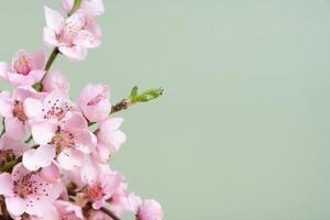 Pink flowers blooming on green background in soft focus background with copy space photo