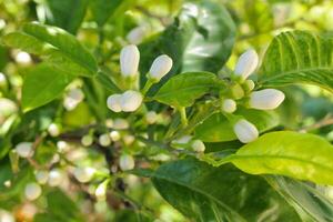 Buds on a lemon tree. photo