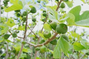 Unripe fig fruits growing on a tree photo
