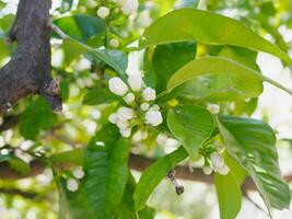 Buds on a lemon. Citrus blossom photo