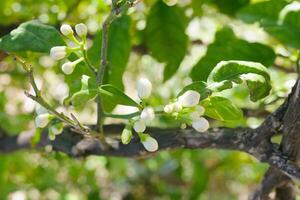 Buds on lemon tree. Citrus blossom photo