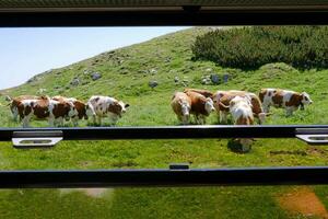 View from the window of a steam locomotive with grazing cows photo