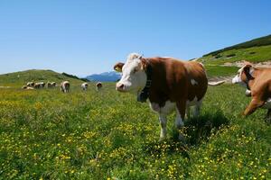 Cows close up grazing at the meadow in the mountains of Puchberg am Schneeberg, Austria. The concept of farming and milk production. The concept of cows attacking people. photo