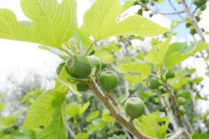 Unripe figs growing on a tree photo