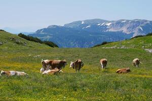 Cows grazing at the meadow in the mountains of Puchberg am Schneeberg, Austria. The concept of farming and milk production. The concept of cows attacking people photo