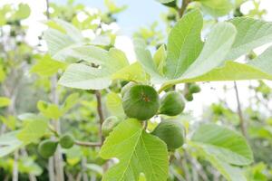 Figs growing on a tree photo