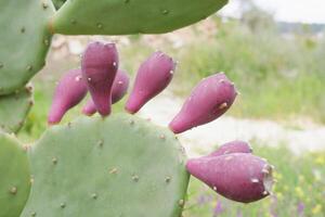 Ripe fruits of the prickly pear cactus Opuntia photo