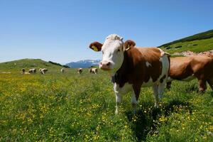 Cows close up grazing at the meadow in mountains of Puchberg am Schneeberg, Austria. The concept of farming and milk production. The concept of cows attacking people photo