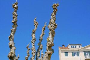 Trimmed tree. Crown formation in spring, health pruning photo