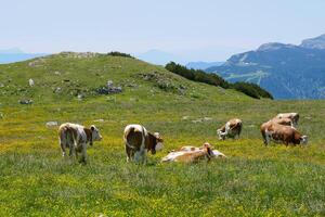 Cows grazing on the meadow in the mountains of Puchberg am Schneeberg, Austria. The concept of farming and milk production. The concept of cows attacking people photo