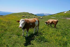 Cows grazing at a meadow in the mountains of Puchberg am Schneeberg, Austria. The concept of farming and milk production. The concept of cows attacking people photo