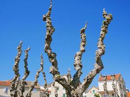 Trimmed tree branches. Crown formation in spring, health pruning photo