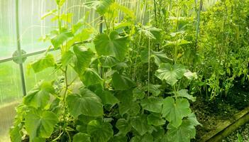 close-up of a cucumber plant growing in a greenhouse with stems tied with strings. photo