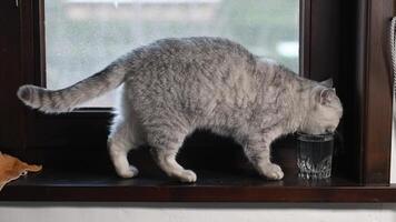 Gray cat drinks water from a glass, standing on a wooden windowsill and wagging its tail with pleasure, follows a drinking regime, pet behavior concept, video