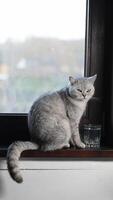 Gray cat sits in front of a glass of water on a wooden windowsill and licks itself after drinking, animal behavior concept, how to teach a cat to drink enough water, put a bowl of water near the pet, video