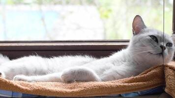 light gray british shorthair cat resting on plush towel hanging on windowsill licking and stretching with peaceful contentment, carefree life concept, video