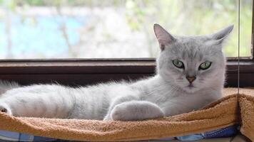 light gray scottish straight shorthair cat resting on plush towel hanging on windowsill licking nose looking at camera and stretching with sweet satisfaction, carefree life concept, video