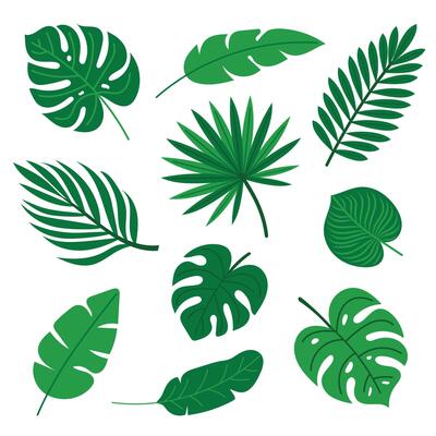Set of tropical leaves monstera, banana, palm and exotic foliage. Green flat botanical elements for summer design, stickers, web, posters, fabric or packaging.