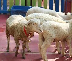 Fluffy Sheep with Red Collar in Rustic Setting photo