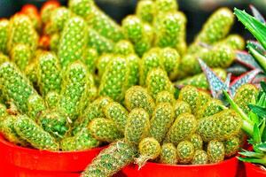 Vibrant Green Cactus Cluster A Lush, Vivid Succulent Display photo