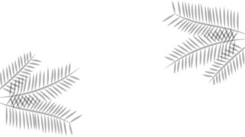 Blank white background with shadow of palm leaves. Suitable for wallpaper, product, presentation, etc. vector