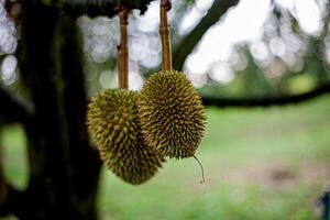 8. Young Durian on Tree .Macro Shot with Bokeh Background photo