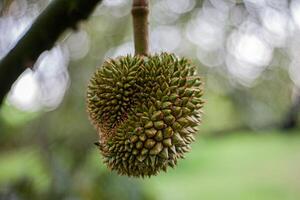 12. Young Durian on Tree .Macro Shot with Bokeh Background photo
