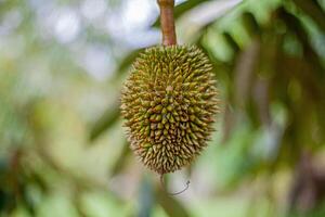 13. Young Durian on Tree .Macro Shot with Bokeh Background photo
