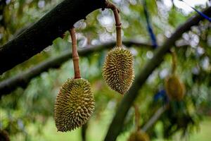 5. Young Durian on Tree .Macro Shot with Bokeh Background photo