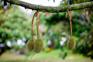 6. Young Durian on Tree .Macro Shot with Bokeh Background photo