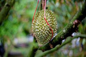 3. Young Durian on Tree .Macro Shot with Bokeh Background photo