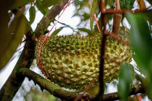 7. Young Durian on Tree .Macro Shot with Bokeh Background photo