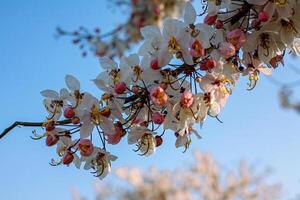A close up of a tree with flowers on it photo